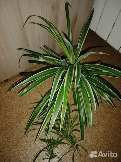 Хлорофитум