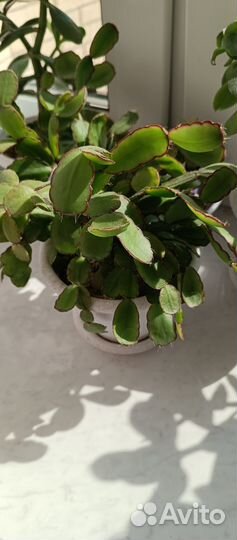 Комнатные цветы