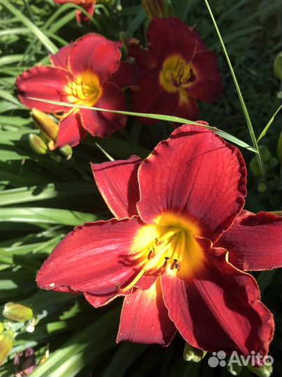 Лилейники сортовые