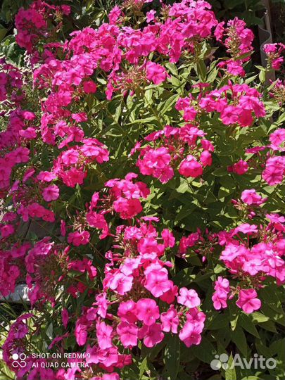 Флоксы многолетние