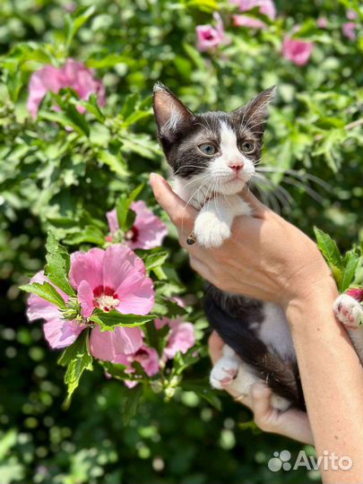 Отдам в добрые руки