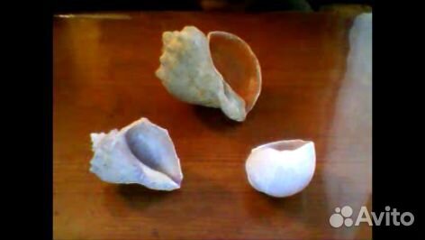 Морские ракушки