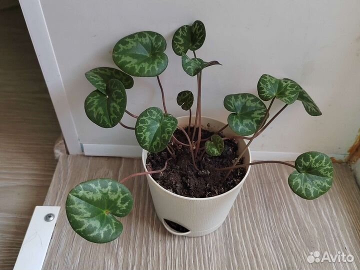 Европейский цикламен