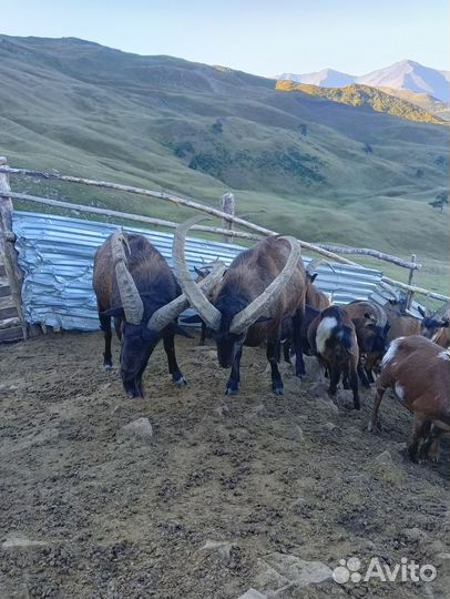 Тур Козла Тур