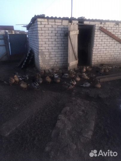 Подсадные утки
