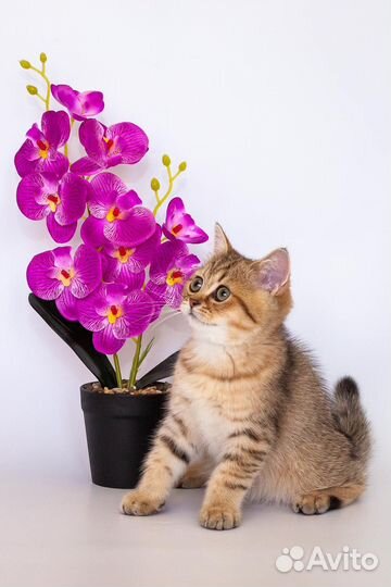 Британский котенок