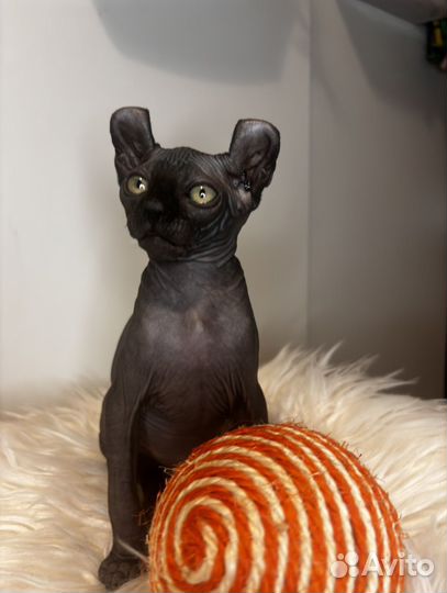 Канадский сфинкс эльф