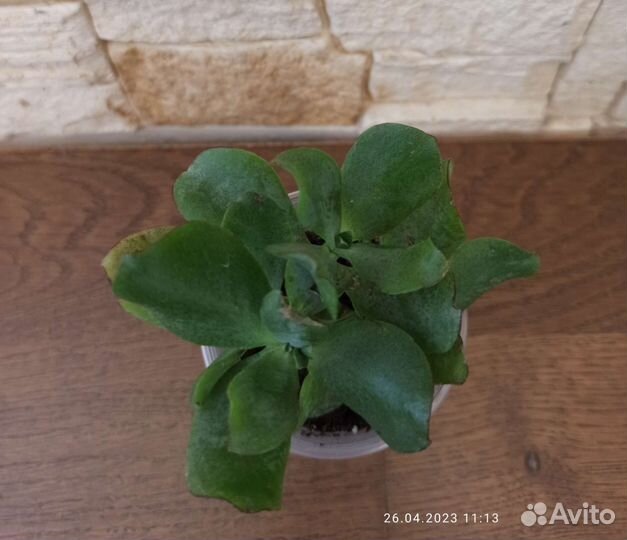 Толстянка (лист волнистый)