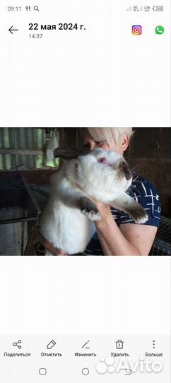 Кролики мясных пород