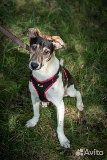 Чудесный щенок ищет свою семью