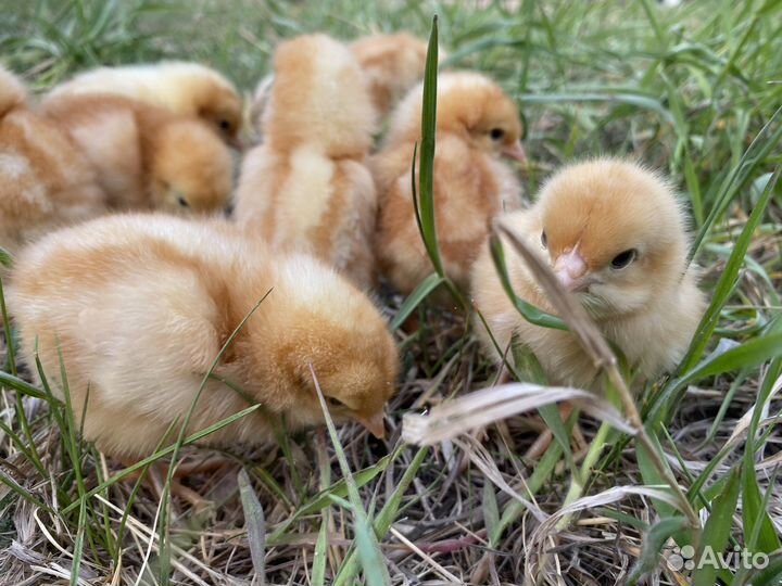 Курицы несушки молодки
