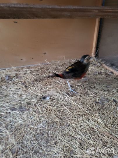 Продаются фазаны, куры