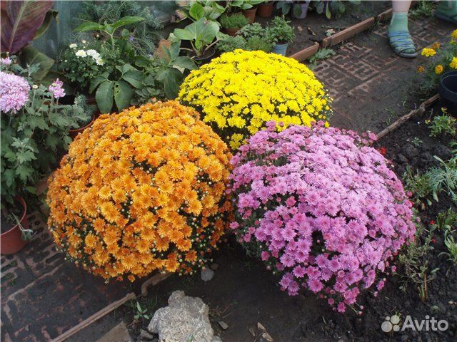 Хризантема мультифлора шаровидная многолетняя. Укрываем хризантему мультифлора. Хризантема кустовая садовая многолетняя. Хризантемы низкорослые. Хризантемы шаровидные в саду.