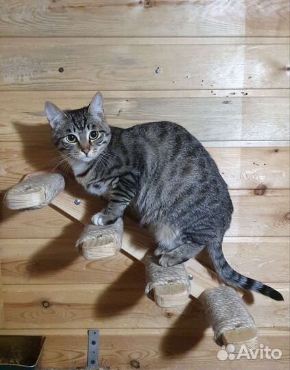 Кошка подросток