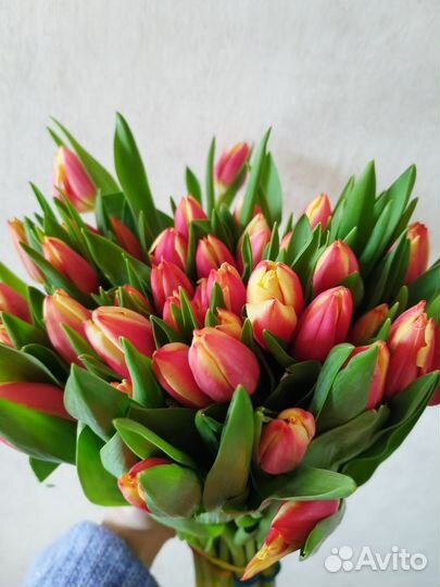 Тюльпаны букеты к 8 марта