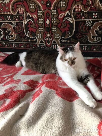 Кошка бесплатно