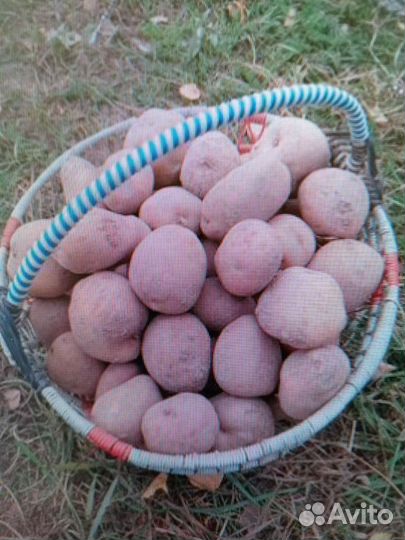Продам картофель с доставкой