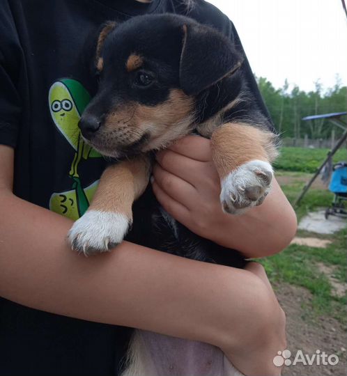 Собака в добрые руки