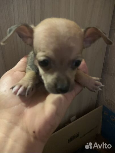 Русский той-терьер