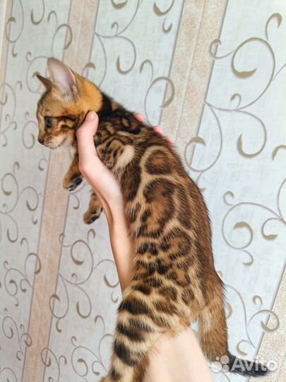 Бенгальская девочка, бенгалы