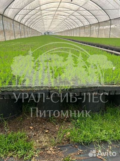 Сеянцы зкс Сосна окс Ель Лиственница Горная