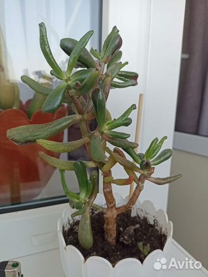 Красула толстянка хоббит Голлум