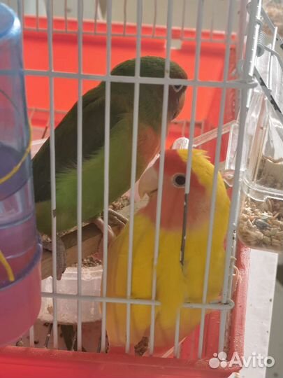 Попугай неразлучники с клеткой