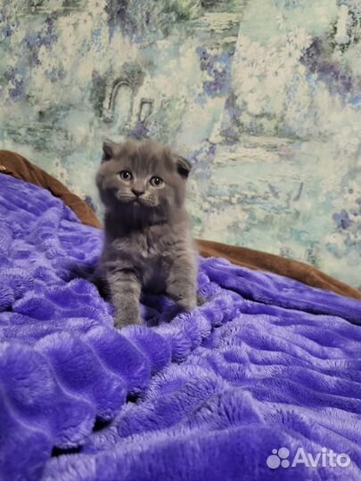 Шотландские котята