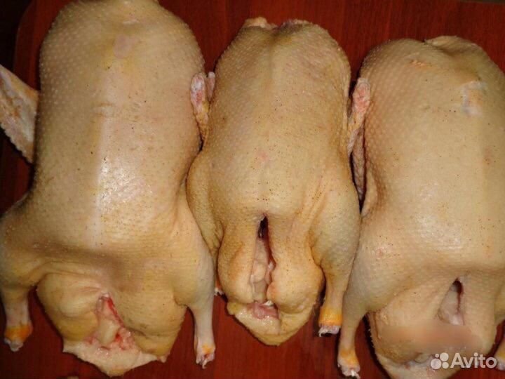 Мясо бройлера