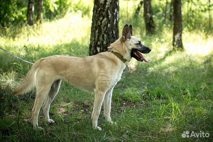 Ласковая Ириска ждет хозяина в приюте