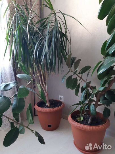 Комнатные растения