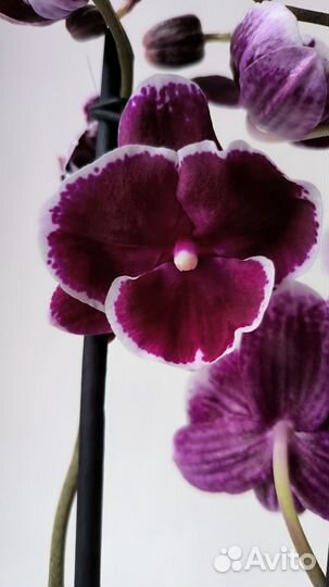 Орхидеи фаленопсис биг липы цветущие