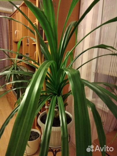 Пальма панданус