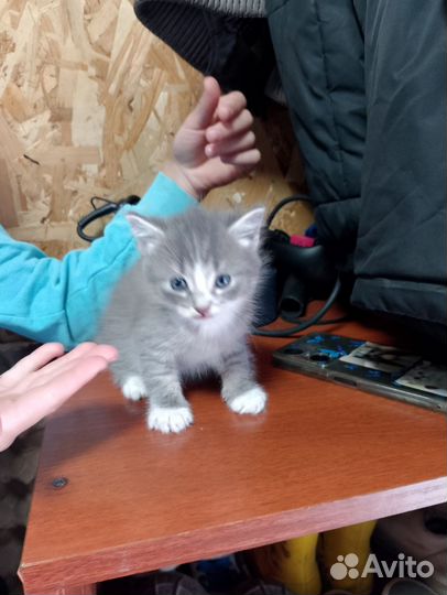 Котята бесплатно
