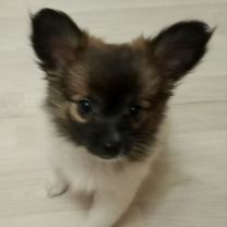 Немецкий шпиц, щенок