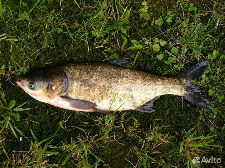 Свежая рыба