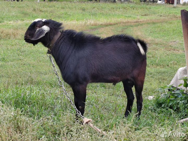 Нубийский козел