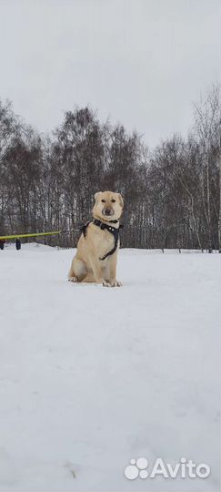 Веста ждёт хозяина в приюте