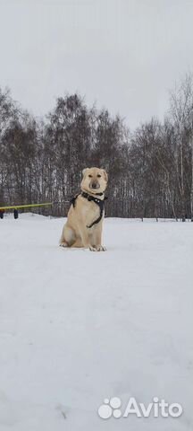 Веста ждёт хозяина в приюте