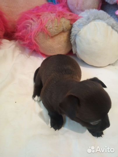 Щенок маленькой собаки