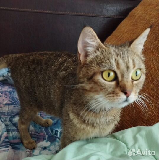 Кошка в добрые руки