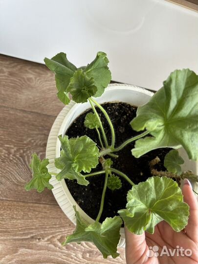 Продам сортовые пеларгонии