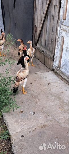 Бойцовые куры