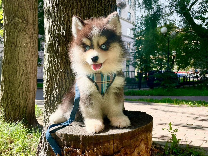 Мальчик помски с космическими глазами