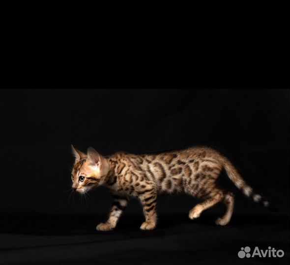 Бенгальские котята