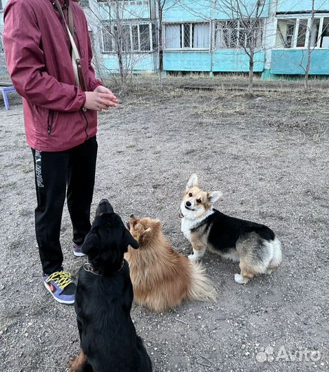 Кинолог, воспитание собак, дрессировка