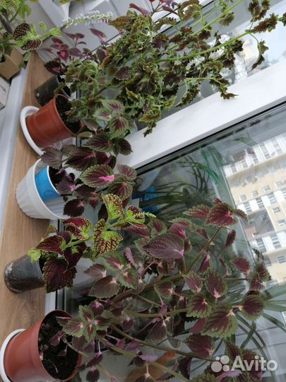 Домашние растения