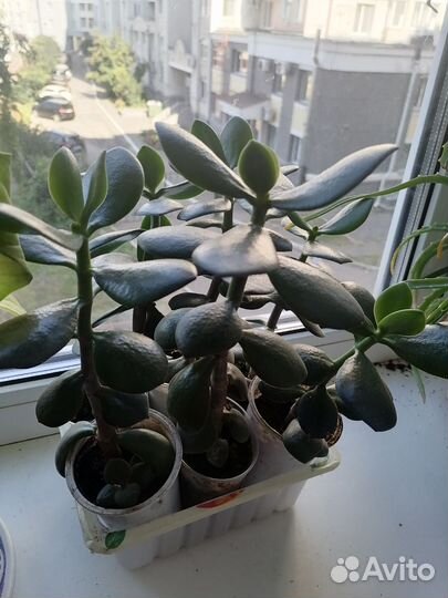 Толстянка(денежное дерево)