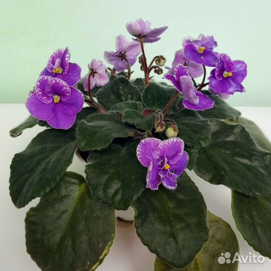 Цветущая фиалка