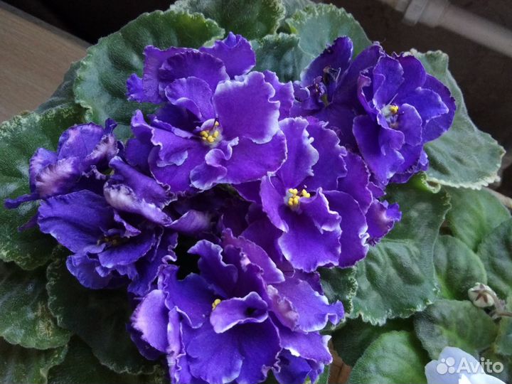 Сортовые фиалки